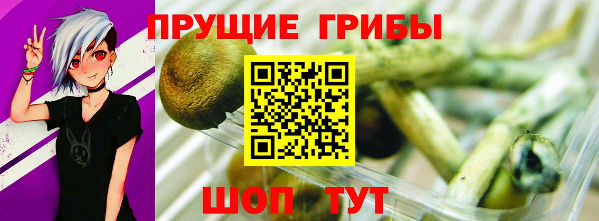 Новозыбков  Галлюциногенные грибы MAGIC MUSHROOMS  купить  цена  Вход с VPN 